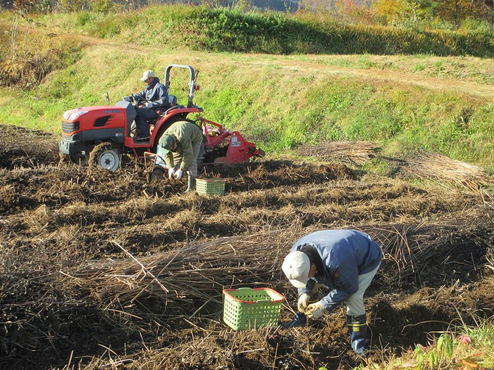 菊芋茶とほしりんごセット ｜ お茶 茶 林檎 りんご 手作り 詰め合わせ 信州 長野