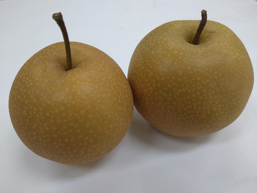 【先行予約】南信州阿智村　梨【豊水】｜果物 フルーツ 期間限定 数量限定 5kg 信州 長野