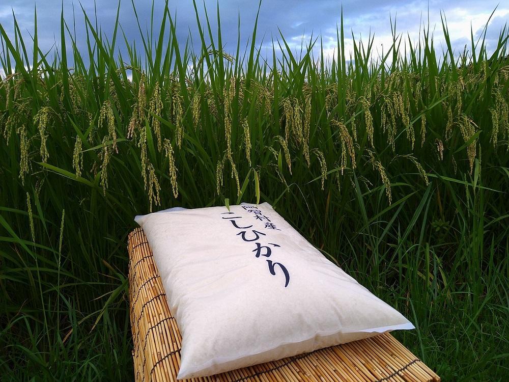 南信州 阿智村 米 令和7年産コシヒカリ 10kg  | コメ お米 令和7年 白米 精米 長野 南信州 ふるさと納税 コシヒカリ 阿智村 人気 おすすめ 送料無料 お取り寄せ ふるさと納税 米 ふるさと 長野