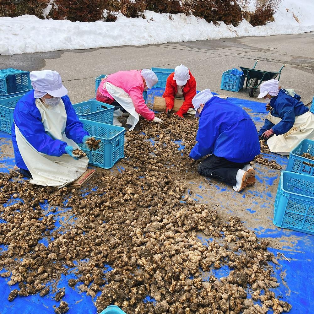菊芋茶とほしりんごセット ｜ お茶 茶 林檎 りんご 手作り 詰め合わせ 信州 長野
