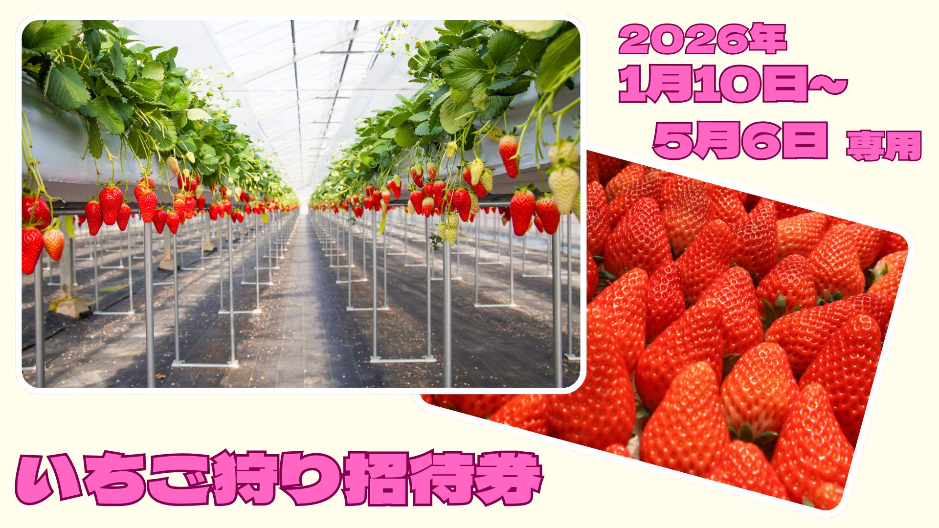 喬木村いちご狩り招待券 1人分