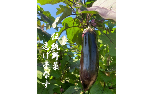 信州伝統野菜 喬木村産志げ子なす4本セット