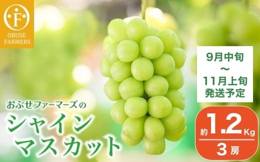 水不足の農家応援企画！シャインマスカット小房　約1.2kg 3房［おぶせファーマーズ］ 果物 フルーツ ぶどう 葡萄 数量限定 先行予約 長野 信州 令和7年産 【2025年9月中旬～11月上旬発送】