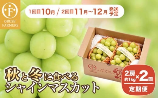 【2回定期便】秋と冬に食べるシャインマスカット 2房（約1kg）× 2回［おぶせファーマーズ］ 果物 フルーツ ぶどう 葡萄 数量限定 長野 信州 令和7年産 【2025年10月～12月発送予定】