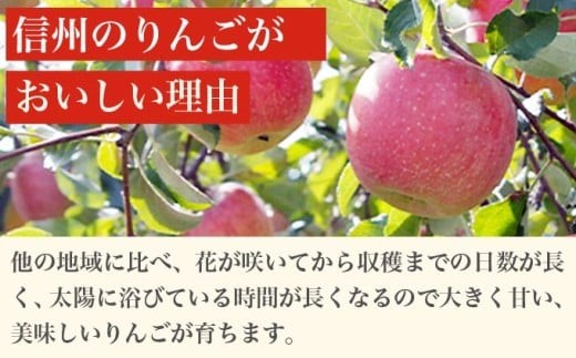 ［訳あり］ 選べる配送時期 旬のりんご 約3kg 6～14玉 ［小布施屋］ 傷 規格外 不揃い 訳アリ 家庭用 りんご 林檎 リンゴ 果物 フルーツ 長野県産 信州産 特産 産地直送 産直 数量限定 先行予約 3月発送 4月発送 令和7年産 【2026年3月～2026年4月配送】［A-304e］