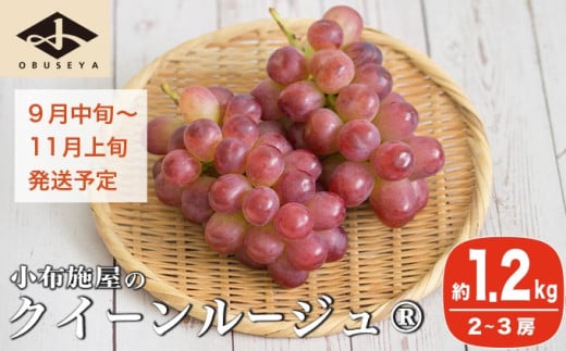 クイーンルージュ_ 約1.2kg 2～3房 ［小布施屋］ 果物 フルーツ ぶどう 葡萄 令和7年産【2025年9月中旬～11月上旬発送】