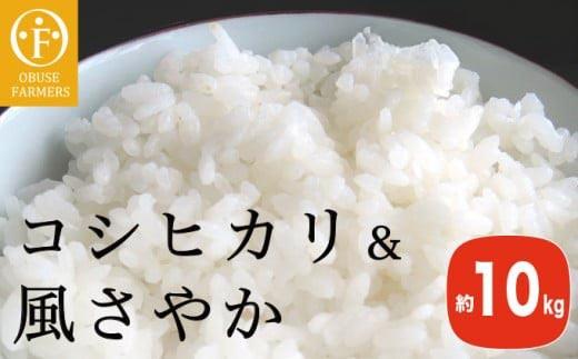 ã³ã·ãã«ãªïŒé¢šããã é£ã¹æ¯ã¹ çŽ10kg  ãã¶ããã¡ãŒããŒãº  ãç±³ ã³ã¡ ããã ã飯 粟米 é·éçç£ 2çš® FK-29