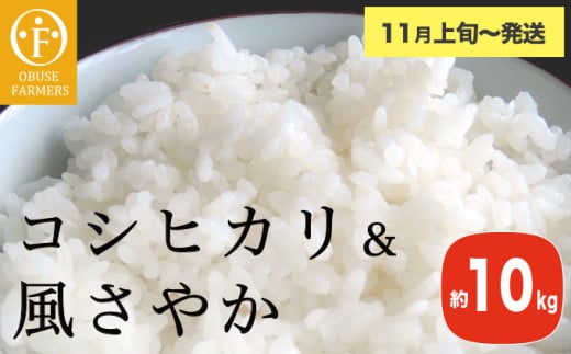 コシヒカリ＆風さやか 食べ比べ 約10kg ［ おぶせファーマーズ ］ お米 コメ おこめ ご飯 精米 長野県産 2種 【2025年11月上旬～発送】