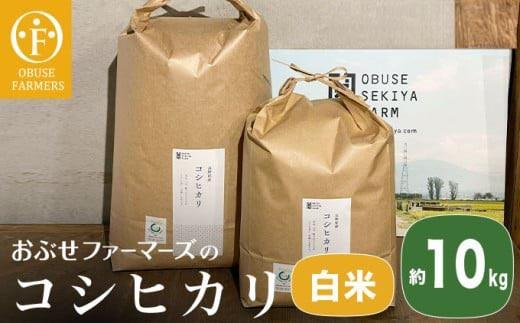 繧ウ繧キ繝偵き繝ェ 逋ス邀ウ 邏10kg シサ 縺翫カ縺帙ヵ繧。繝シ繝槭シ繧コ シス 縺顔アウ 繧ウ繝。 縺翫%繧 縺秘」ッ 邊セ邀ウ 髟キ驥守恁逕」 シサFK-12シス