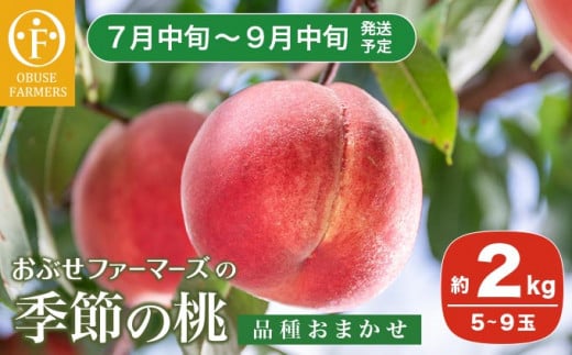 季節の桃 約2kg 5～9玉［ おぶせファーマーズ ］桃 もも モモ ピーチ フルーツ 果物 たまき なつき あかつき 川中島白鳳 なつっこ 川中島白桃 黄金桃 だて白桃 先行予約 長野県産 信州産 クール便 冷蔵便 お取り寄せ 産地直送 数量限定 産地 直送 令和8年産【2026年7月中旬～9月中旬発送】