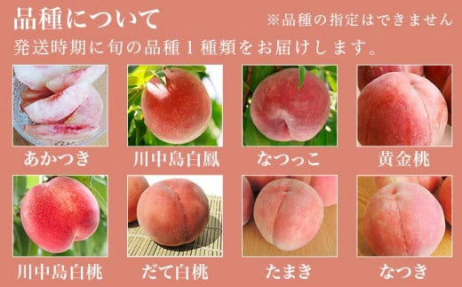 季節の桃 約2kg 5～9玉［ おぶせファーマーズ ］桃 もも モモ ピーチ フルーツ 果物 たまき なつき あかつき 川中島白鳳 なつっこ 川中島白桃 黄金桃 だて白桃 先行予約 長野県産 信州産 クール便 冷蔵便 お取り寄せ 産地直送 数量限定 産地 直送 令和8年産【2026年7月中旬～9月中旬発送】