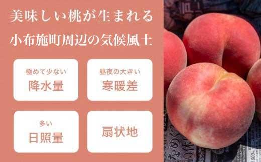 季節の桃 約2kg 5～9玉［ おぶせファーマーズ ］桃 もも モモ ピーチ フルーツ 果物 たまき なつき あかつき 川中島白鳳 なつっこ 川中島白桃 黄金桃 だて白桃 先行予約 長野県産 信州産 クール便 冷蔵便 お取り寄せ 産地直送 数量限定 産地 直送 令和8年産【2026年7月中旬～9月中旬発送】