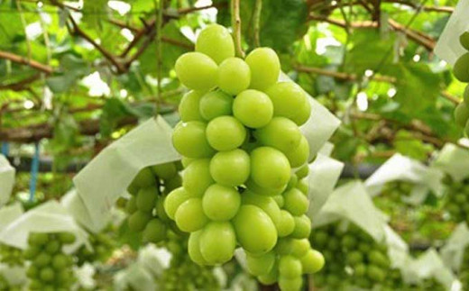 シャインマスカット 約1.1kg 2房 ［小布施屋］ フルーツ 果物 くだもの ぶどう 葡萄 ブドウ 数量限定 クール便配送 長野県産 産地直送 先行予約 送料無料 2026 2026年発送 令和8年産 【2026年9月下旬～10月上旬に発送】