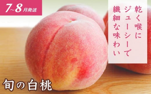 ［3回定期便］ 信州のフルーツ3回コース 小箱 ［小布施屋］ 定期便 先行予約 フルーツ 数量限定 白桃 シャインマスカット ぶどう りんご お楽しみ 3回お届け 長野県産 信州産 令和8年産 【2026年7月～12月発送】[A-309]