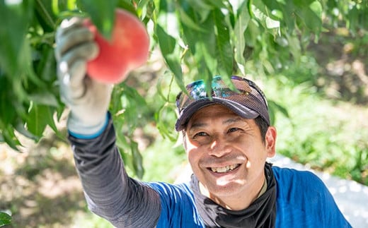 季節の桃 約5kg 13～18玉［ おぶせファーマーズ ］桃 もも モモ ピーチ フルーツ 果物 たまき なつき あかつき 川中島白鳳 なつっこ 川中島白桃 黄金桃 だて白桃 先行予約 長野県産 信州産 クール便 冷蔵便 お取り寄せ 産地直送 数量限定 産地 直送 令和8年産【2026年7月中旬～9月中旬発送】
