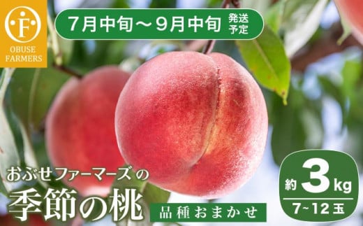 季節の桃 約3kg 7～12玉［ おぶせファーマーズ ］桃 もも モモ ピーチ フルーツ 果物 たまき なつき あかつき 川中島白鳳 なつっこ 川中島白桃 黄金桃 だて白桃 先行予約 長野県産 信州産 クール便 冷蔵便 お取り寄せ 産地直送 数量限定 産地 直送 令和8年産【2026年7月中旬～9月中旬発送】