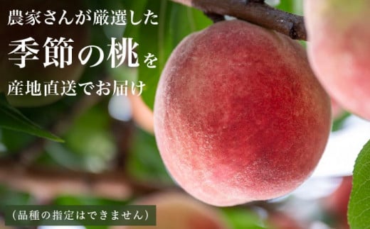 季節の桃 約3kg 7～12玉［ おぶせファーマーズ ］桃 もも モモ ピーチ フルーツ 果物 たまき なつき あかつき 川中島白鳳 なつっこ 川中島白桃 黄金桃 だて白桃 先行予約 長野県産 信州産 クール便 冷蔵便 お取り寄せ 産地直送 数量限定 産地 直送 令和8年産【2026年7月中旬～9月中旬発送】