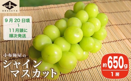 シャインマスカット 約650g 1房 ［小布施屋］ フルーツ 果物 くだもの ぶどう 葡萄 ブドウ 数量限定 クール便配送 長野県産 産地直送 先行予約 送料無料 2026 2026年発送 令和8年産 【2026年9月20日頃～11月頭にかけて順次発送】
