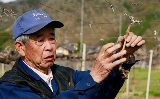 シャインマスカット 約650g 1房 ［小布施屋］ フルーツ 果物 くだもの ぶどう 葡萄 ブドウ 数量限定 クール便配送 長野県産 産地直送 先行予約 送料無料 2026 2026年発送 令和8年産 【2026年9月20日頃～11月頭にかけて順次発送】