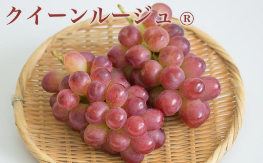 3åå®æäŸ¿ïŒœ é«çŽã¶ã©ãé£ã¹æ¯ã¹å®æäŸ¿ çŽ1kg à 3å åèšçŽ3kg å°åžæœå±ïŒœ ãã«ãŒã æç© ãã ãã® ã¶ã©ã è¡è ãã㊠ã¯ãŒã«äŸ¿ å·èµ ãæ¥œãã¿ ãã¬ãããŒãã« ã¯ã€ãŒã³ã«ãŒãžã¥_ ã·ã£ã€ã³ãã¹ã«ãã 什å8å¹Žç£ ã2026幎9æäžæ¬ïœ11æäžæ¬çºéã