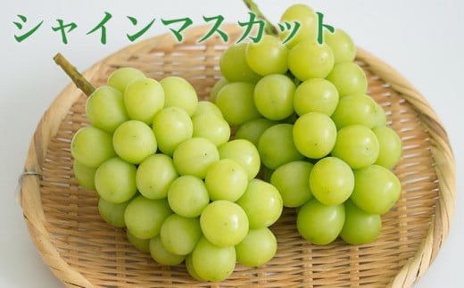 3åå®æäŸ¿ïŒœ é«çŽã¶ã©ãé£ã¹æ¯ã¹å®æäŸ¿ çŽ1kg à 3å åèšçŽ3kg å°åžæœå±ïŒœ ãã«ãŒã æç© ãã ãã® ã¶ã©ã è¡è ãã㊠ã¯ãŒã«äŸ¿ å·èµ ãæ¥œãã¿ ãã¬ãããŒãã« ã¯ã€ãŒã³ã«ãŒãžã¥_ ã·ã£ã€ã³ãã¹ã«ãã 什å8å¹Žç£ ã2026幎9æäžæ¬ïœ11æäžæ¬çºéã