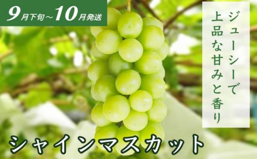 ［3回定期便］ 信州フルーツ3回コース ［小布施屋］ 定期便 先行予約 フルーツ 数量限定 白桃 シャインマスカット ぶどう りんご お楽しみ 3回お届け 長野県産 信州産 令和8年産 【2026年7月～12月発送】[M-2]