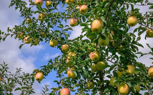 【訳あり】ぐんま名月 約3kg 6〜12玉 ［ おぶせファーマーズ ］ 果物類 林檎 りんご リンゴ 規格外 不揃い 数量限定 フルーツ 長野県産 信州産 6000円 令和7年産 【2025年11月上旬〜12月下旬発送】