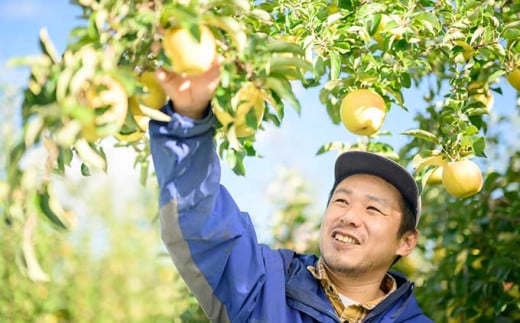 【訳あり】ぐんま名月 約3kg 6〜12玉 ［ おぶせファーマーズ ］ 果物類 林檎 りんご リンゴ 規格外 不揃い 数量限定 フルーツ 長野県産 信州産 6000円 令和7年産 【2025年11月上旬〜12月下旬発送】