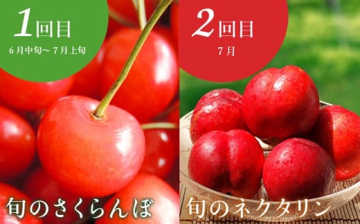 【10回定期便】小布施屋のフルーツ定期便　年10回コース ［小布施屋］ 定期便 頒布会 フルーツ 果物 信州 令和8年産 【2026年6月中旬～2027年2月発送】［E-9］