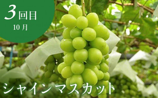 【5回定期便】小布施屋の人気フルーツ定期便 年5回コース ［小布施屋］定期便 頒布会 フルーツ 果物 長野県産  令和8年産 【2026年6月中旬～2027年2月発送】［E-8］