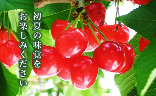 旬のさくらんぼ 約500g［小布施屋］ 佐藤錦、紅秀峰、紅佐藤、紅香、サミット など くだもの 果物 サクランボ バラ詰め 令和8年産 【2026年6月中旬～7月中旬発送】