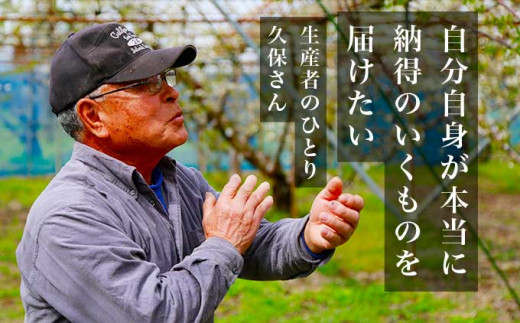 旬のさくらんぼ 約500g［小布施屋］ 佐藤錦、紅秀峰、紅佐藤、紅香、サミット など くだもの 果物 サクランボ バラ詰め 令和8年産 【2026年6月中旬～7月中旬発送】