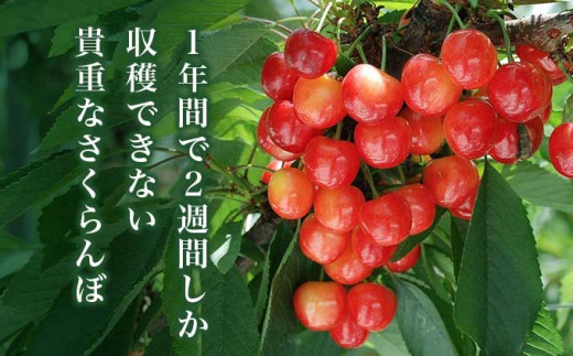 旬のさくらんぼ 約500g［小布施屋］ 佐藤錦、紅秀峰、紅佐藤、紅香、サミット など くだもの 果物 サクランボ バラ詰め 令和8年産 【2026年6月中旬～7月中旬発送】