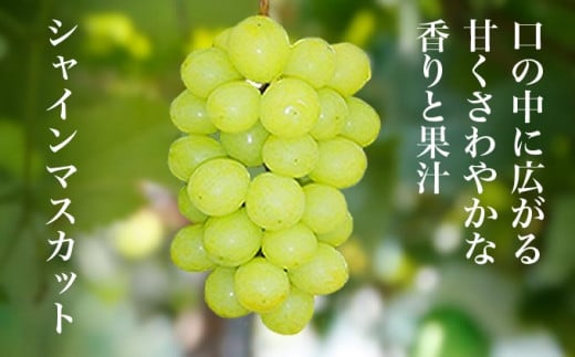 【訳あり】シャインマスカット ＆ ナガノパープル 約1.5kg［小布施屋］家庭用 規格外 不揃い 傷 果物 フルーツ ぶどう 葡萄 ブドウ 数量限定 期間限定 クール便 冷蔵便 令和8年産  【2026年9月中旬～10月下旬発送】 ［A-218］