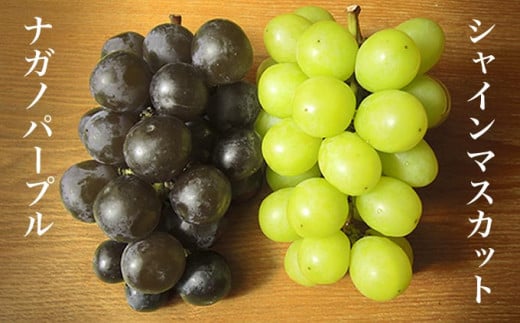 【訳あり】シャインマスカット ＆ ナガノパープル 約1.5kg［小布施屋］家庭用 規格外 不揃い 傷 果物 フルーツ ぶどう 葡萄 ブドウ 数量限定 期間限定 クール便 冷蔵便 令和8年産  【2026年9月中旬～10月下旬発送】 ［A-218］
