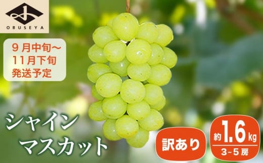 【訳あり】シャインマスカット 約1.6kg 3～5房 ［小布施屋］数量限定 期間限定 家庭用 規格外 不揃い 傷 果物 フルーツ ぶどう 葡萄 ブドウ クール便 冷蔵便 生産者応援・支援品 長野県産 信州産 令和7年産 【2025年9月中旬～11月下旬発送】