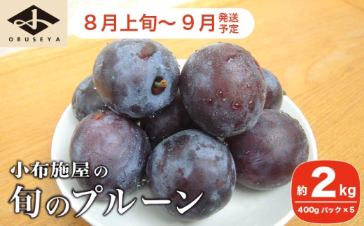 長野県産 旬のプルーン 約2kg ［小布施屋］ 生プルーン 果物 フルーツ 令和8年産 【2026年8月上旬～9月発送】 ［A-219］
