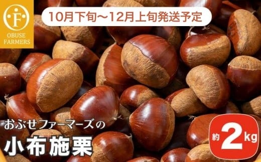小布施栗 約2kg［おぶせファーマーズ］ 果物 フルーツ 栗 生栗 長野県産 信州産 【2025年10月下旬～2025年12月上旬発送】