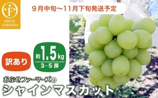 【訳あり】シャインマスカット 約1.5kg  3～5房 ［おぶせファーマーズ］家庭用 果物 フルーツ ぶどう 期間限定 数量限定 規格外 不揃い 傷 令和7年産 【2025年9月中旬～11月下旬発送】