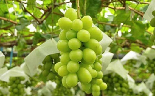 シャインマスカット 約1.4kg 2～3房 ［小布施屋］ フルーツ 果物 くだもの ぶどう 葡萄 ブドウ 数量限定 クール便配送 長野県産 産地直送 先行予約 送料無料 2026 2026年発送 令和8年産 【2026年10月上旬～11月上旬にかけて順次発送】