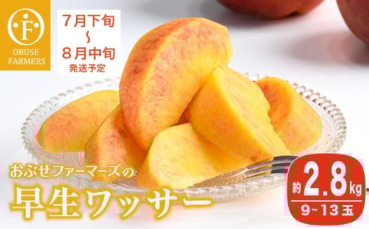 早生ワッサー 約2.8kg 9～13玉 ［おぶせファーマーズ］果物 フルーツ クール便 冷蔵便 長野県産 信州産  令和8年産【2026年7月下旬～8月中旬発送】