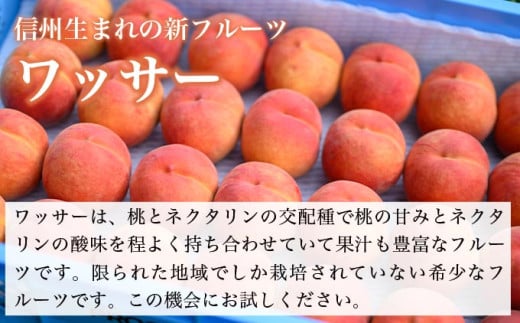 早生ワッサー 約2.8kg 9～13玉 ［おぶせファーマーズ］果物 フルーツ クール便 冷蔵便 長野県産 信州産  令和8年産【2026年7月下旬～8月中旬発送】