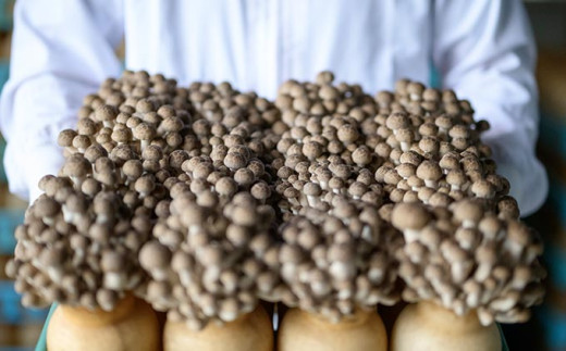  ぶなしめじ 300g × 6袋 ［おぶせファーマーズ］ きのこ キノコ 野菜 鍋 炒め物 長野 信州