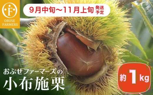 小布施栗 約1kg ［おぶせファーマーズ］ 数量限定 果物類 フルーツ 生栗 くり 長野県産 信州産 クール便 冷蔵便 お取り寄せグルメ 令和7年産 【2025年9月中旬～11月上旬発送】