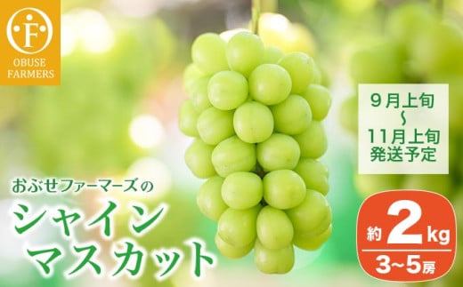 シャインマスカット 約2kg 3〜5房 [おぶせファーマーズ] 先行予約 果物 フルーツ 産地直送 種無しぶどう 種なしブドウ 葡萄 数量限定 長野 信州 令和7年産 [2025年9月上旬〜11月上旬発送]