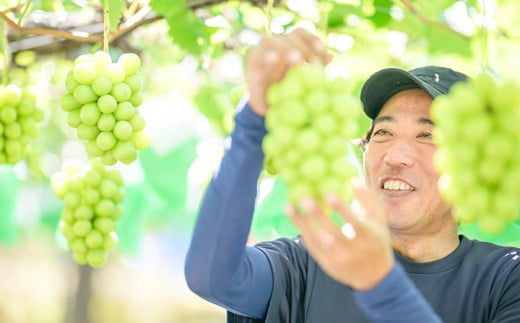 シャインマスカット 約2kg 3～4房 ［おぶせファーマーズ］ 果物 フルーツ ぶどう 葡萄 数量限定 先行予約 長野 信州 令和8年産 【2026年9月上旬～11月上旬発送】