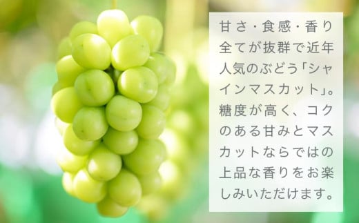シャインマスカット 約2kg 3～4房 ［おぶせファーマーズ］ 果物 フルーツ ぶどう 葡萄 数量限定 先行予約 長野 信州 令和8年産 【2026年9月上旬～11月上旬発送】