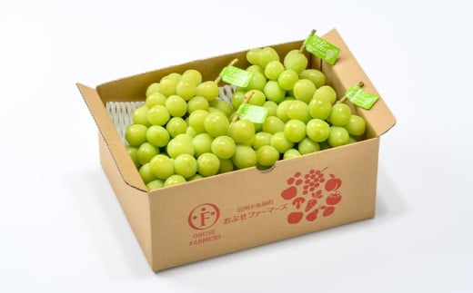 シャインマスカット 約2kg 3～4房 ［おぶせファーマーズ］ 果物 フルーツ ぶどう 葡萄 数量限定 先行予約 長野 信州 令和8年産 【2026年9月上旬～11月上旬発送】