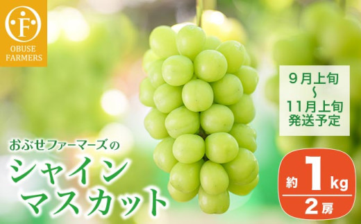 シャインマスカット 約1kg 2房 ［おぶせファーマーズ］ 果物 フルーツ ぶどう 葡萄 数量限定 先行予約 長野 信州 令和8年産 【2026年9月上旬～11月上旬発送】