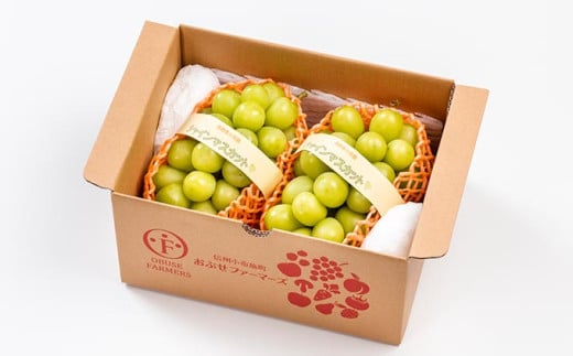 シャインマスカット 約1kg 2房 ［おぶせファーマーズ］ 果物 フルーツ ぶどう 葡萄 数量限定 先行予約 長野 信州 令和8年産 【2026年9月上旬～11月上旬発送】